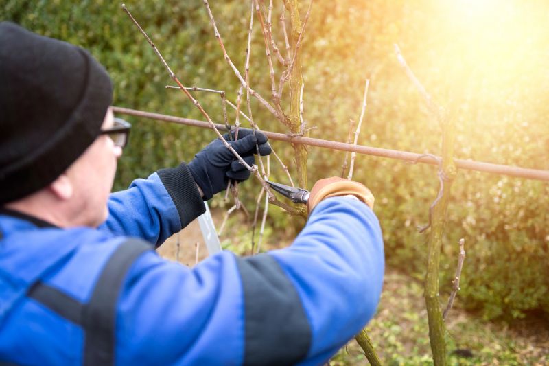 Contact About Ivy Pruning Service