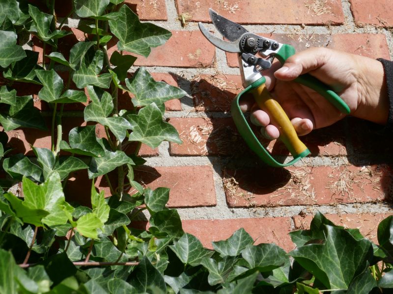 Ivy Pruning service