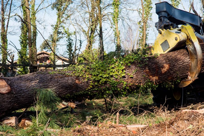 Ivy Pruning service