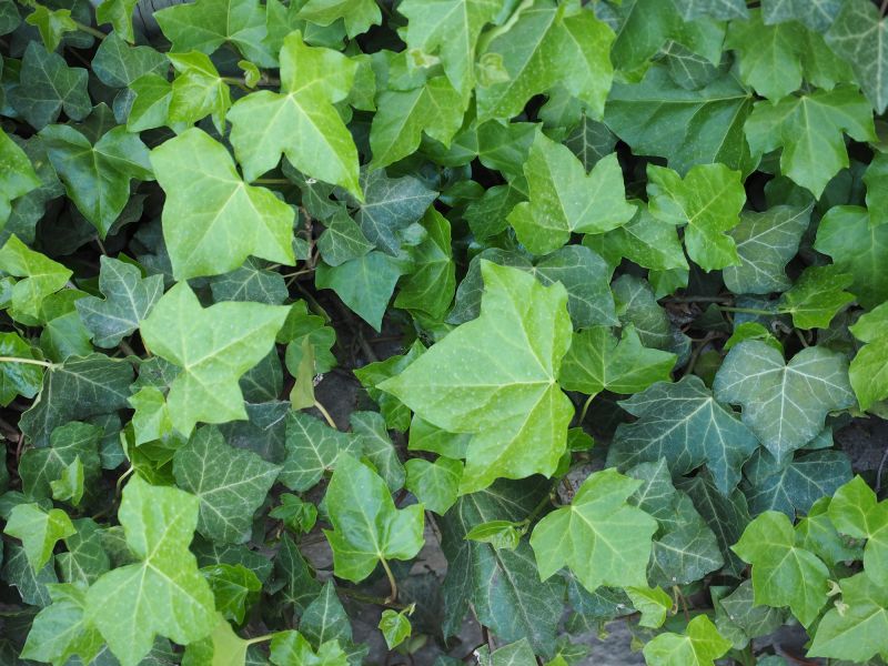 Ivy Pruning service