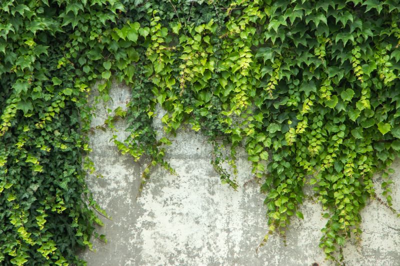 Size of Ivy Growth
