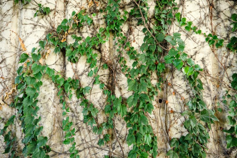 Healthy Ivy Growth