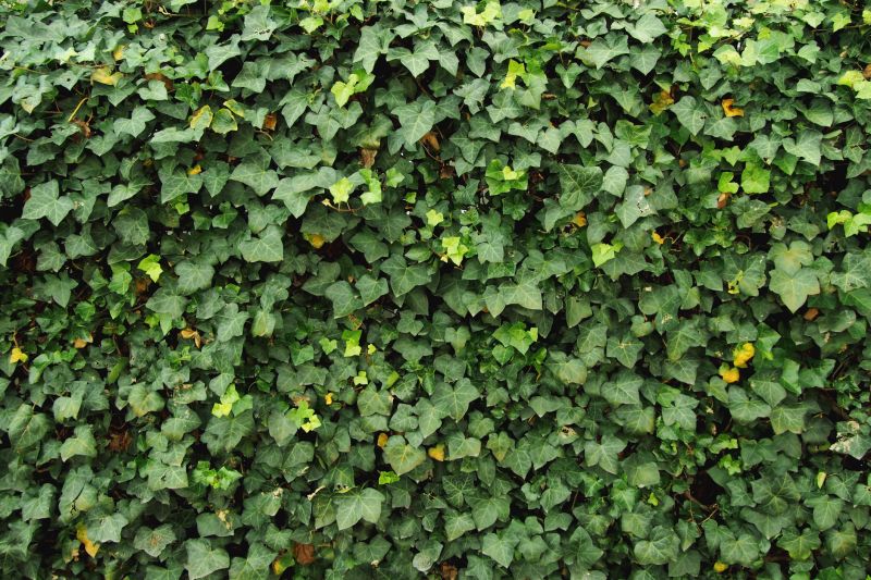 Ivy Pruning in Action