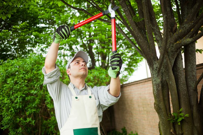 Experienced Arborists