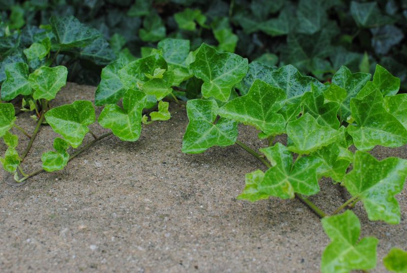 Landscaping Specialists